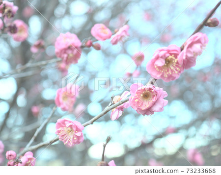 Kankobai flowers and buds Kankobai flowers and buds 73233668