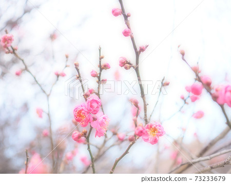 Kankobai花和芽 73233679