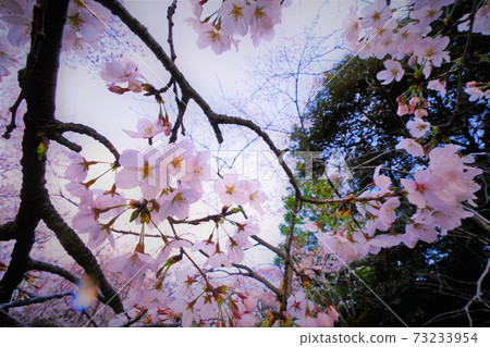 Sakura branch up 73233954