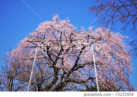 Weeping cherry tree in Shimizu Park 73233956