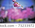 Sakura back cherry blossoms 73233972