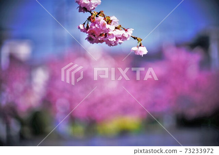 Sakura back cherry blossoms Sakura back cherry blossoms 73233972