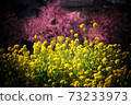 Collaboration of spring, cherry blossoms and rape blossoms 73233973