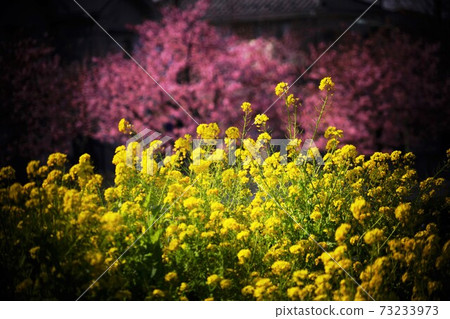 Collaboration of spring, cherry blossoms and rape blossoms Collaboration of spring, cherry blossoms and rape blossoms 73233973