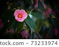 Pink camellia 73233974