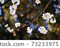 Shining plum blossoms 73233975