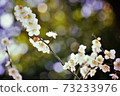 Glitter round bokeh and plum blossoms 73233976