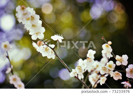 Glitter round bokeh and plum blossoms Glitter round bokeh and plum blossoms 73233976
