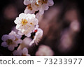 Shining white plum blossom 73233977