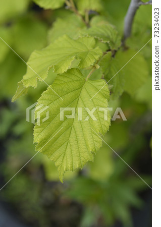 Hazel Nottingham Fruhe Hazel Nottingham Fruhe 73234023