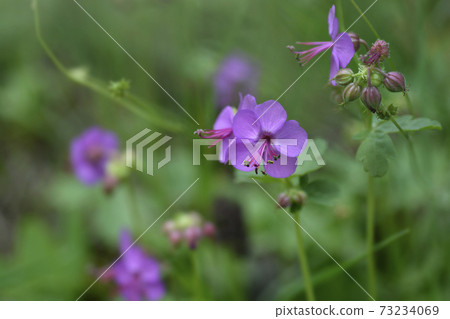 Rock cranesbill Rock cranesbill 73234069