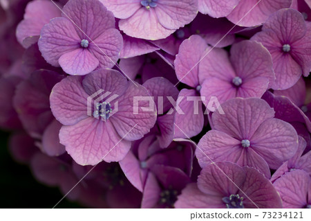 Purple hydrangea close-up [background material] 73234121