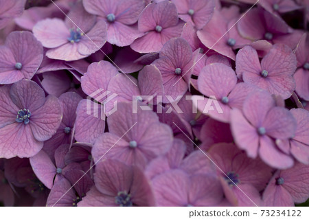 Purple hydrangea close-up [background material] 73234122