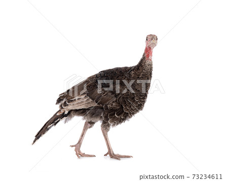A young turkey is walking isolated on a white background. 73234611