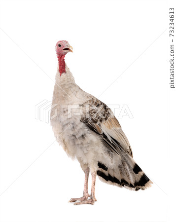 gray yong female turkey isolated on a white background. 73234613