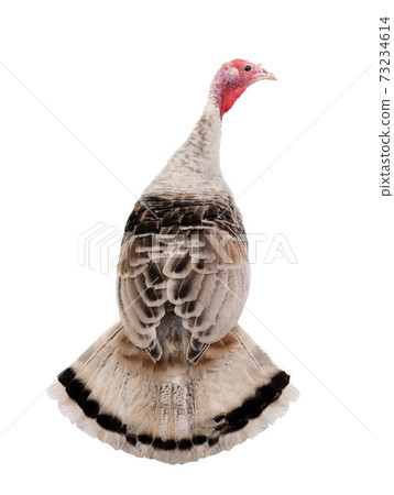 young gray female turkey with a beautiful tail is isolated on a white background. 73234614