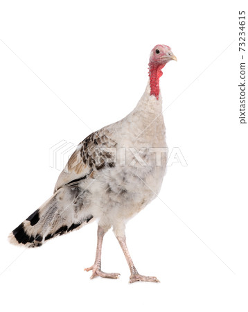 gray yong female turkey isolated on a white background. gray yong female turkey isolated on a white background. 73234615