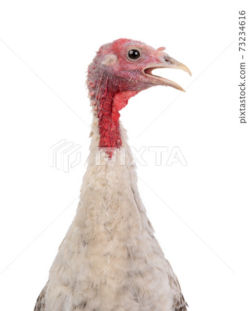 gray yong female turkey isolated on a white background. 73234616