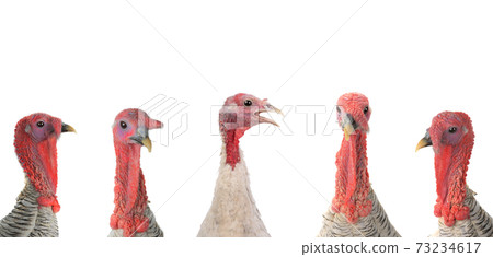 portrait gray turkey isolated on a white background. 73234617