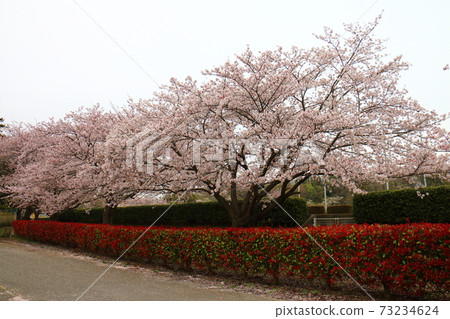 Fukutaro Stadium Sakura Venika Namochi Fukutaro Stadium Sakura Venika Namochi 73234624