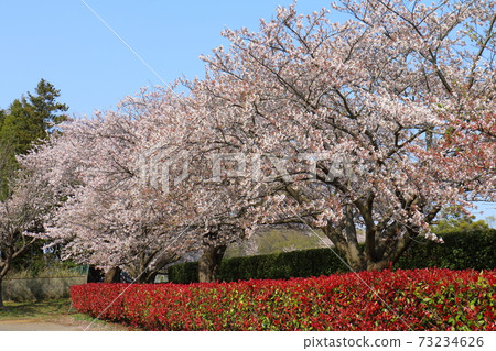 Fukutaro Stadium Sakura Venika Namochi Fukutaro Stadium Sakura Venika Namochi 73234626