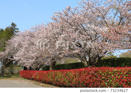 Fukutaro Stadium Sakura Venika Namochi Fukutaro Stadium Sakura Venika Namochi 73234627