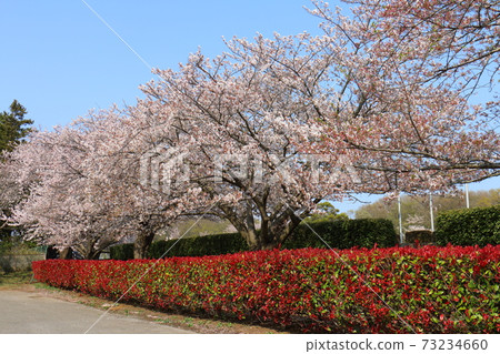 Fukutaro Stadium Sakura Venika Namochi Fukutaro Stadium Sakura Venika Namochi 73234660