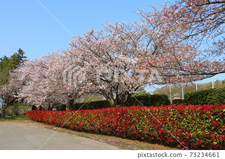 福太郎體育館櫻花維尼卡·納莫奇 福太郎體育館櫻花維尼卡·納莫奇 73234661