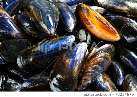 Raw organic mussels close-up Raw organic mussels close-up 73234679