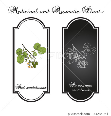 Red sandalwood Pterocarpus santalinus , medicinal plant Red sandalwood Pterocarpus santalinus , medicinal plant 73234931