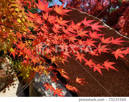 秋葉和巨大的石頭在京都京阪那紀念公園 73235569