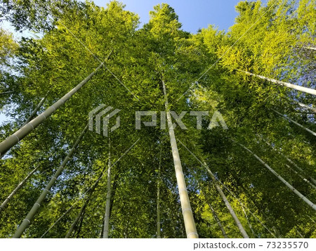 Bamboo grove at Keihanna Commemorative Park in Kyoto 73235570