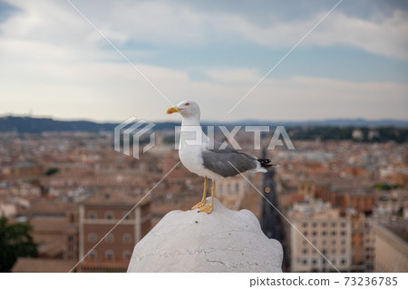 Mediterranean gull seating on roof of Vittoriano in Rome, Italy 73236785