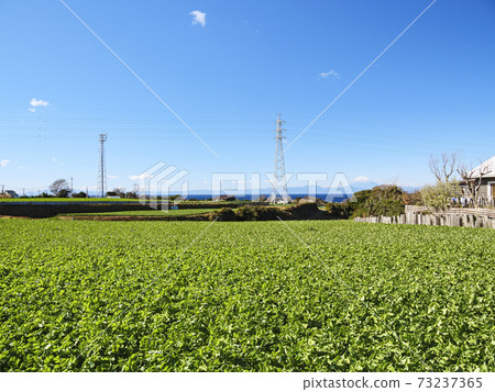 Winter in the specialty cabbage field and radish field in Miura City, Kanagawa Prefecture, on the Shonan Miura Peninsula Winter in the specialty cabbage field and radish field in Miura City, Kanagawa Prefecture, on the Shonan Miura Peninsula 73237365