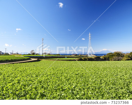 Winter in the specialty cabbage field and radish field in Miura City, Kanagawa Prefecture, on the Shonan Miura Peninsula Winter in the specialty cabbage field and radish field in Miura City, Kanagawa Prefecture, on the Shonan Miura Peninsula 73237366