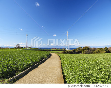 湘南三浦半島神奈川縣三浦市白菜田和蘿蔔田的冬天 湘南三浦半島神奈川縣三浦市白菜田和蘿蔔田的冬天 73237367