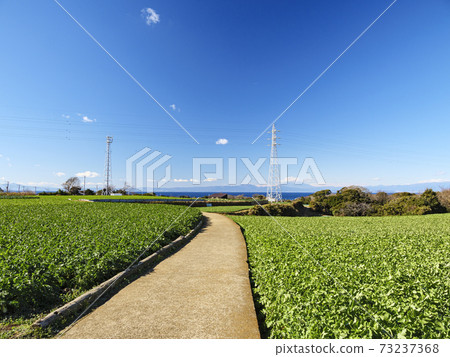 湘南三浦半島神奈川縣三浦市白菜田和蘿蔔田的冬天 湘南三浦半島神奈川縣三浦市白菜田和蘿蔔田的冬天 73237368