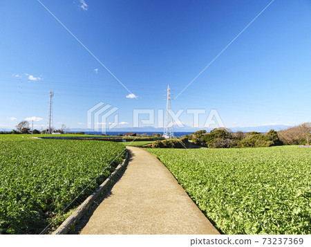 湘南三浦半島神奈川縣三浦市白菜田和蘿蔔田的冬天 湘南三浦半島神奈川縣三浦市白菜田和蘿蔔田的冬天 73237369