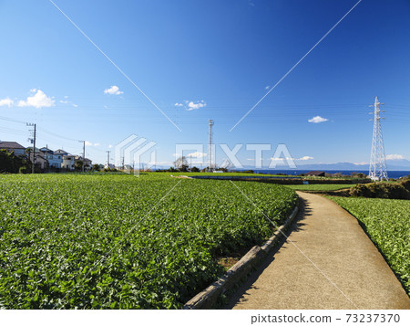 湘南三浦半島神奈川縣三浦市白菜田和蘿蔔田的冬天 湘南三浦半島神奈川縣三浦市白菜田和蘿蔔田的冬天 73237370