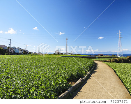 湘南三浦半島神奈川縣三浦市白菜田和蘿蔔田的冬天 湘南三浦半島神奈川縣三浦市白菜田和蘿蔔田的冬天 73237371
