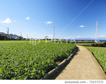 湘南三浦半島神奈川縣三浦市白菜田和蘿蔔田的冬天 湘南三浦半島神奈川縣三浦市白菜田和蘿蔔田的冬天 73237372
