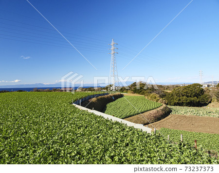 Winter in the specialty cabbage field and radish field in Miura City, Kanagawa Prefecture, on the Shonan Miura Peninsula Winter in the specialty cabbage field and radish field in Miura City, Kanagawa Prefecture, on the Shonan Miura Peninsula 73237373