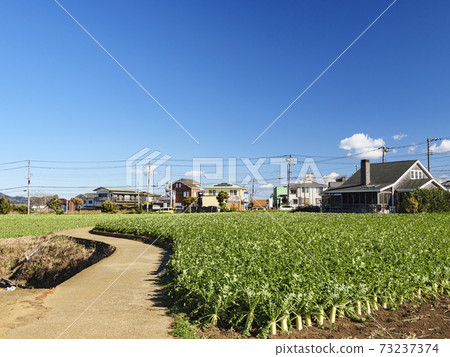 湘南三浦半島神奈川縣三浦市白菜田和蘿蔔田的冬天 湘南三浦半島神奈川縣三浦市白菜田和蘿蔔田的冬天 73237374