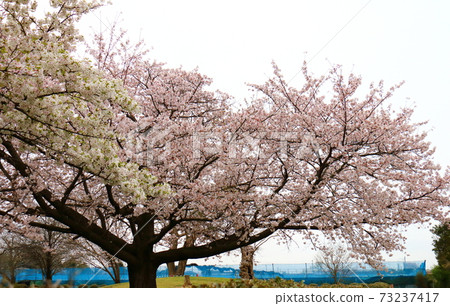 Fukutaro Stadium Sakura Venika Namochi Fukutaro Stadium Sakura Venika Namochi 73237417
