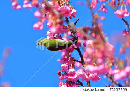 Early blooming cherry blossoms in Izu Dohi cherry blossoms and Japanese white-eye Early blooming cherry blossoms in Izu Dohi cherry blossoms and Japanese white-eye 73237569