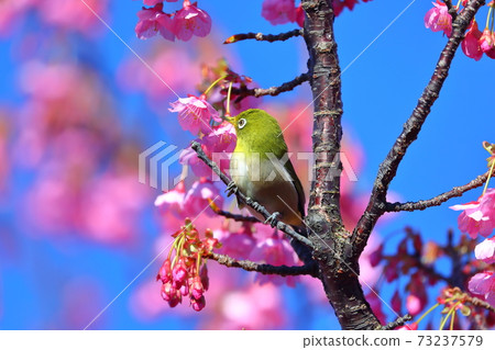 Early blooming cherry blossoms in Izu Dohi cherry blossoms and Japanese white-eye Early blooming cherry blossoms in Izu Dohi cherry blossoms and Japanese white-eye 73237579
