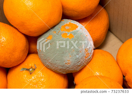 Rotten oranges Rotten oranges How to store oranges Image 73237633
