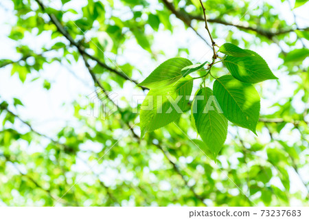 Saiko /都曼綠色公園的新鮮綠色 73237683