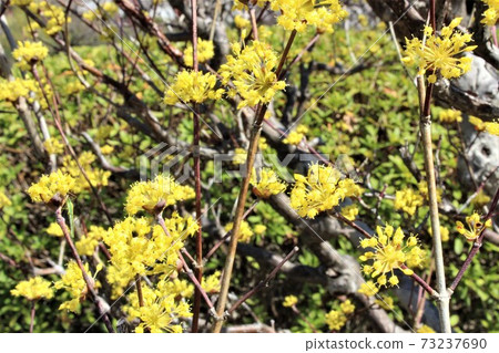 The flowers of Cornus officinalis in full bloom are hemispherical The flowers of Cornus officinalis in full bloom are hemispherical 73237690