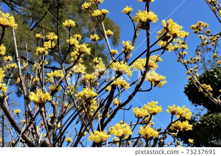 Sanshuyu blooms to announce spring Sanshuyu blooms to announce spring 73237691